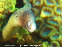 Geometric EEL ,EASY SUBJECT TO SHOOT ,tried differnt comp... by Jean-Yves Bignoux 